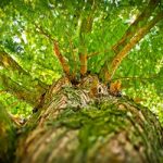 Through the canopy of Oak Leaf Trees an expert tree care company in Norfolk