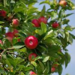 A tree care blog by a Norfolk Tree Surgeon Simon Gerrard of Oak Leaf Trees