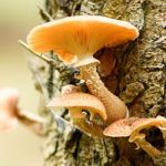 Strange tree fungus can mean disease, you need a tree expert call Oak Leaf Trees of Norfolk