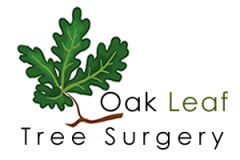 Professional Tree Surgery for Norwich & Norfolk