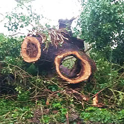 Felled tree with decay