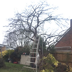 Winter apple tree pruned by Oak Leaf Tree Services