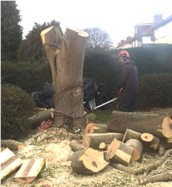 Tree Felling in Norfolk by North Walsham based Oak Leaf Tree Surgery