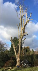 Norwich Tree Removal