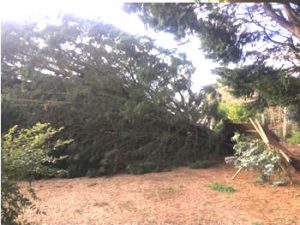 Fallen Leylandii in Norfolk