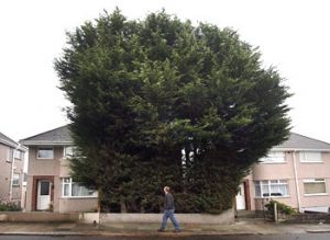 Large urban Cypress tree