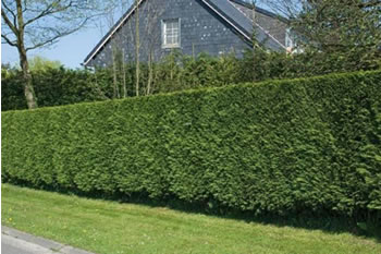 Hedge Maintenance by Oak Leaf Tree Surgery in Norfolk UK